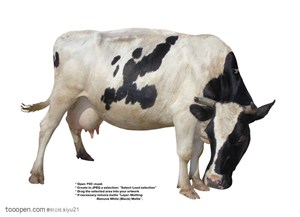 家禽家畜-白色的奶牛侧面