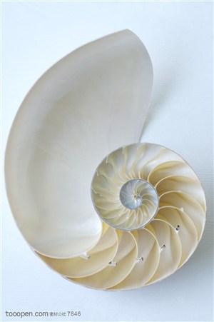 被切开螺旋的海螺贝壳内部特写