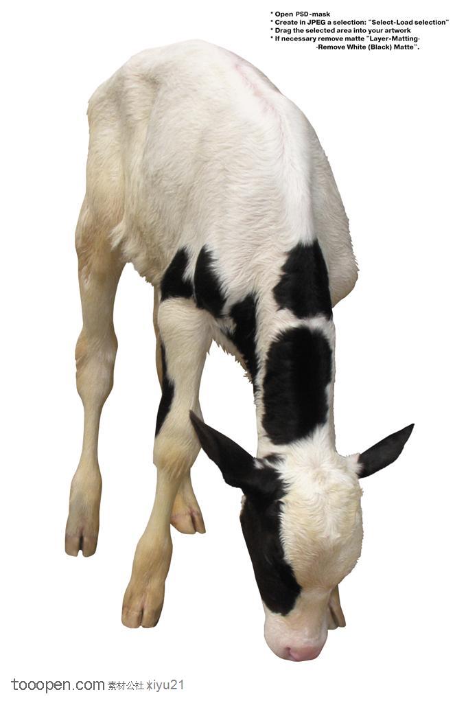 家禽家畜-进食的奶牛
