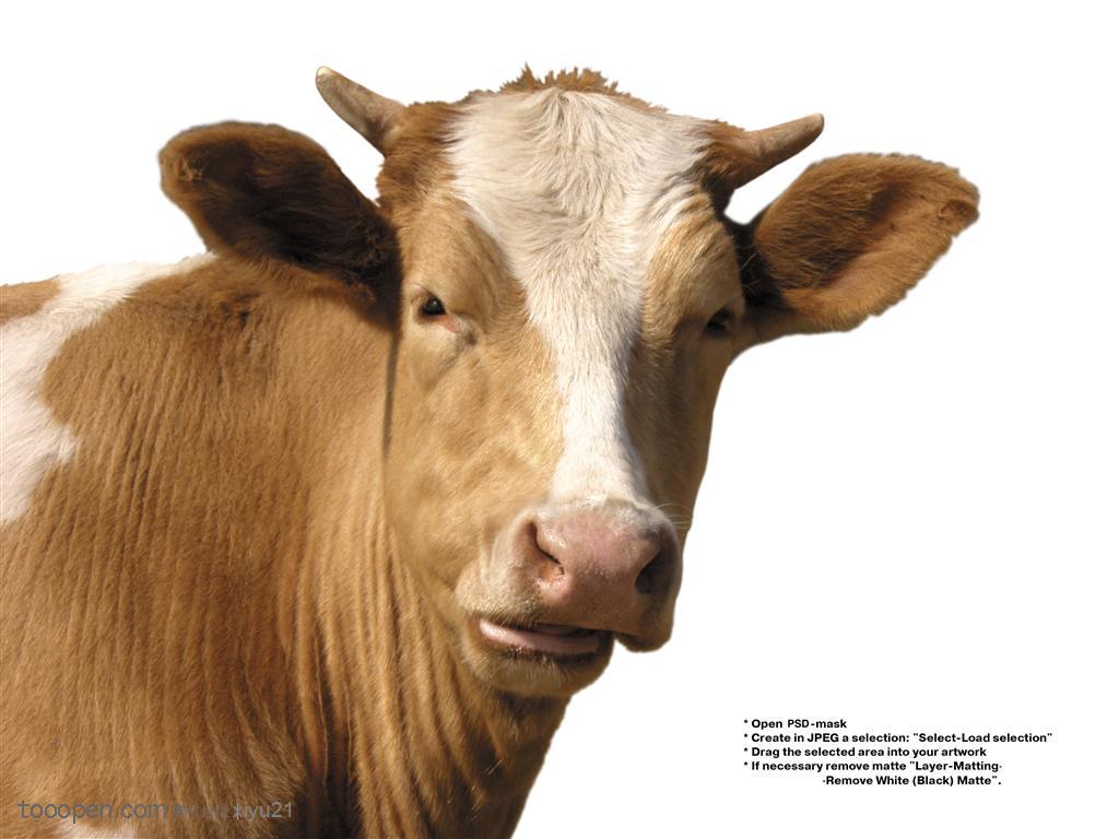 家禽家畜-漂亮的黄毛奶牛