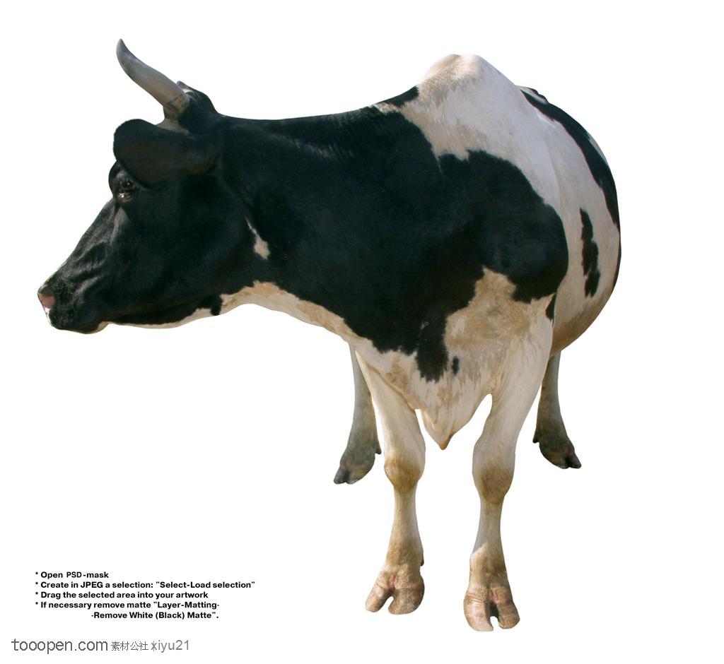 家禽家畜-伸着头的奶牛
