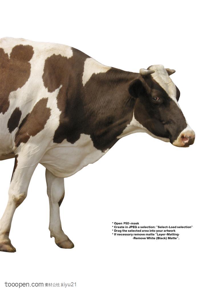 家禽家畜-伸着头的花斑奶牛