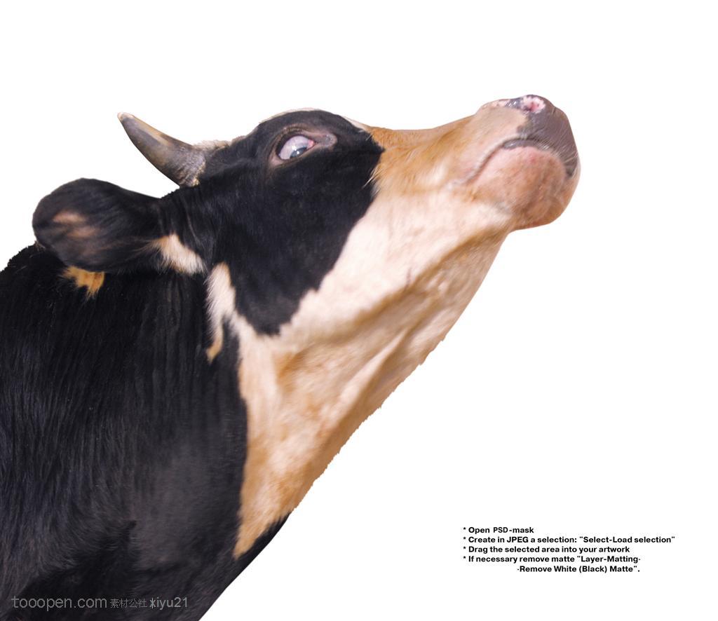 家禽家畜-抬头的花斑奶牛