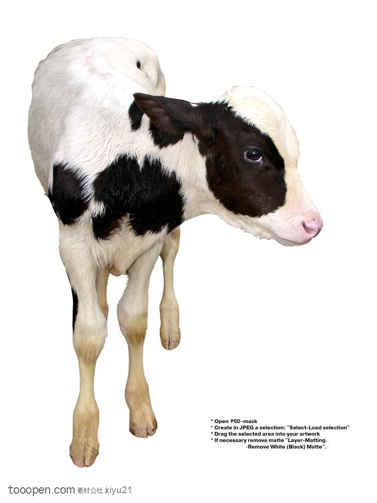 家禽家畜-歪着头的花斑奶牛