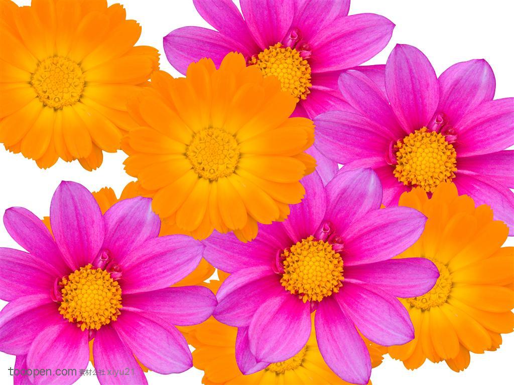 花卉物语-堆起的粉色太阳花