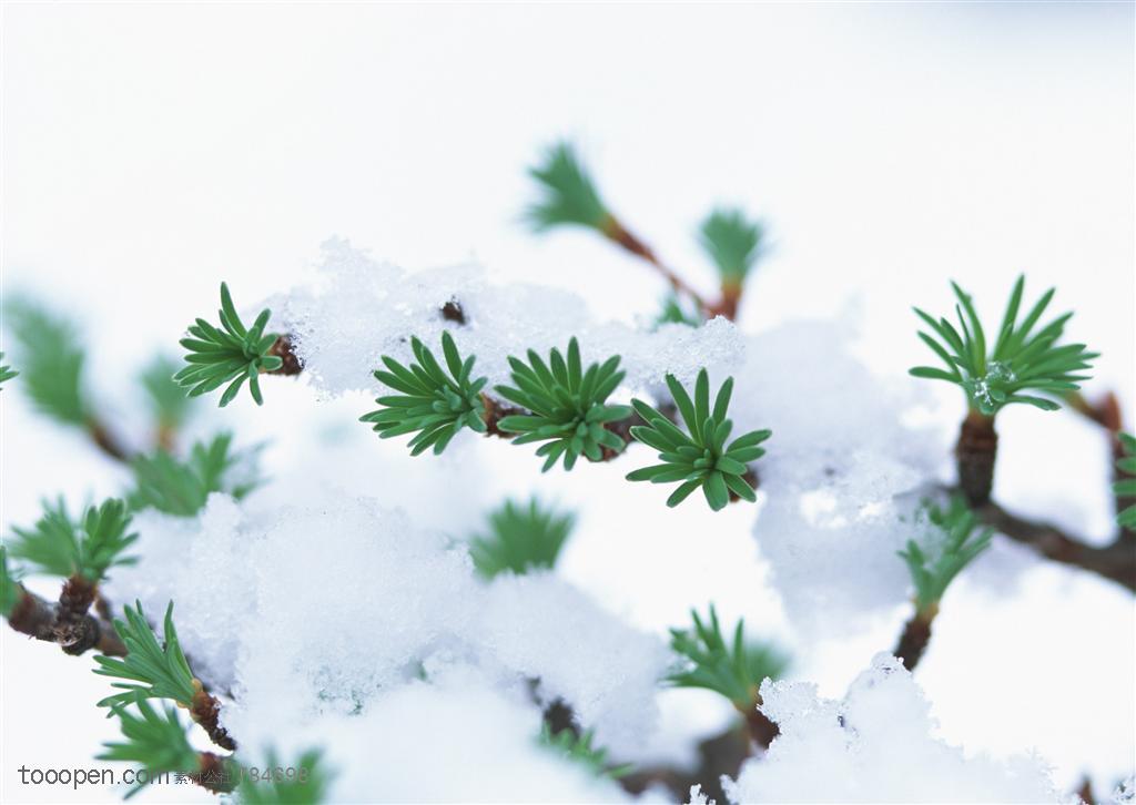 冰天雪地-积雪中的树枝露出嫩芽