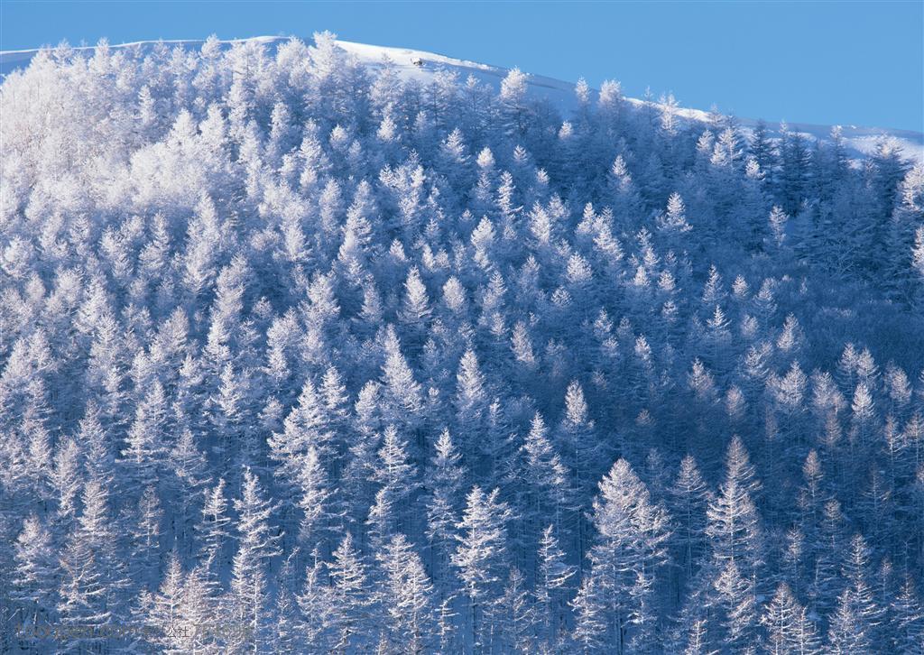 冰天雪地-山坡上的树木覆盖着雪花