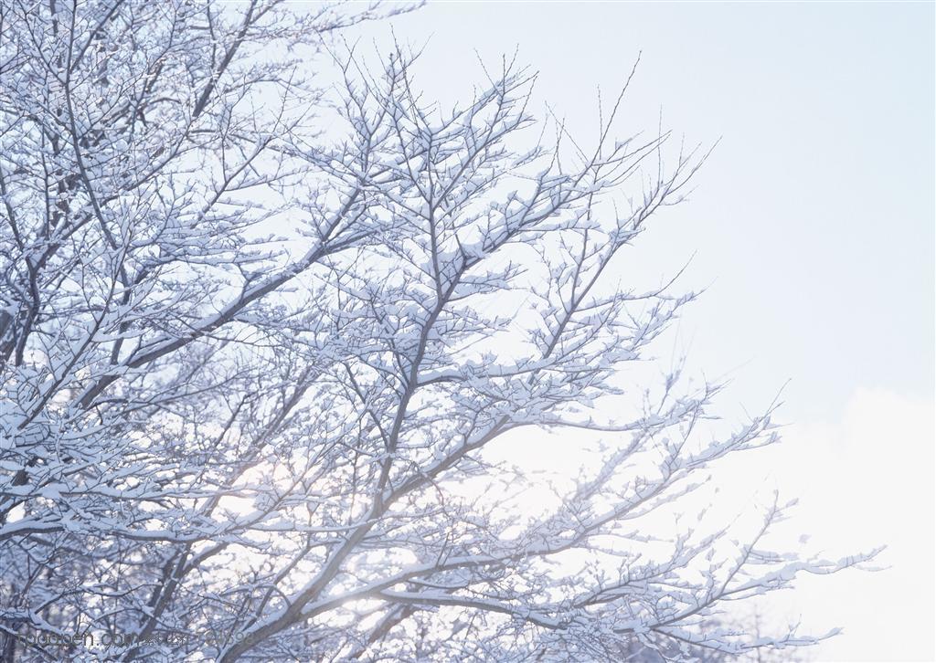 冰天雪地-树木上的小树枝挂满了雪花
