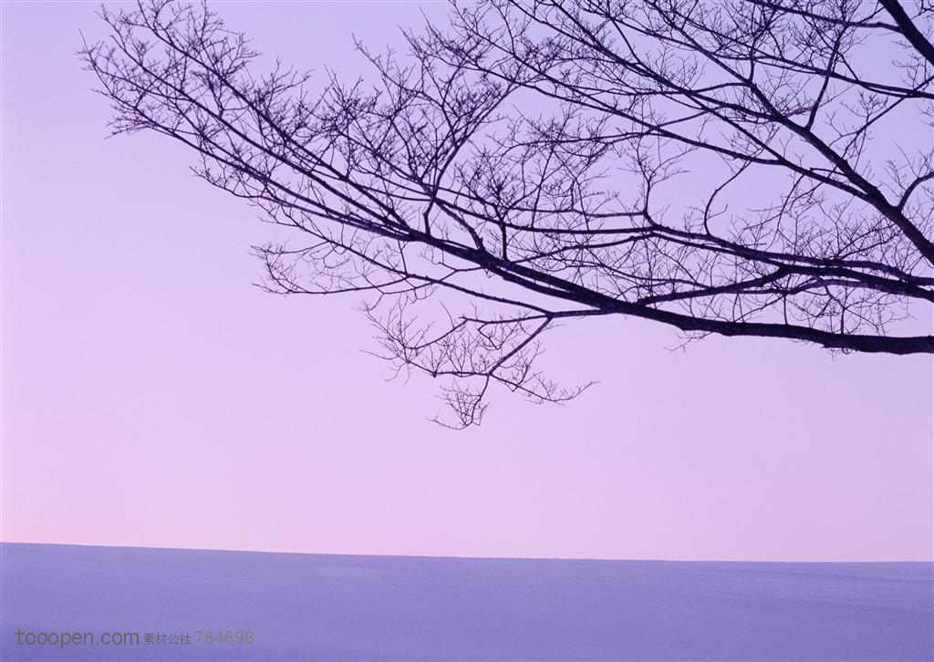 冰天雪地-雪地边上的树枝特写