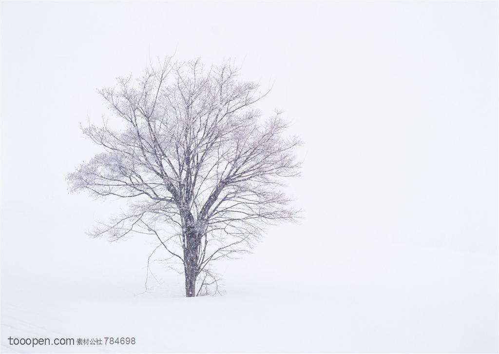 冰天雪地-屹立在风雪中的一棵树