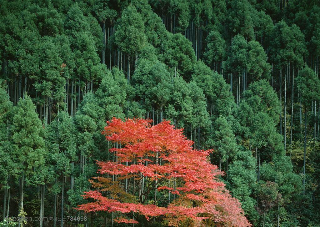 树木树叶-绿色山林中的一颗枫树