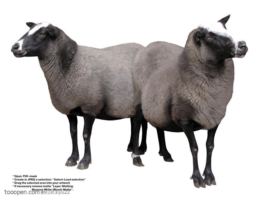 家禽家畜-两只可爱的绵羊