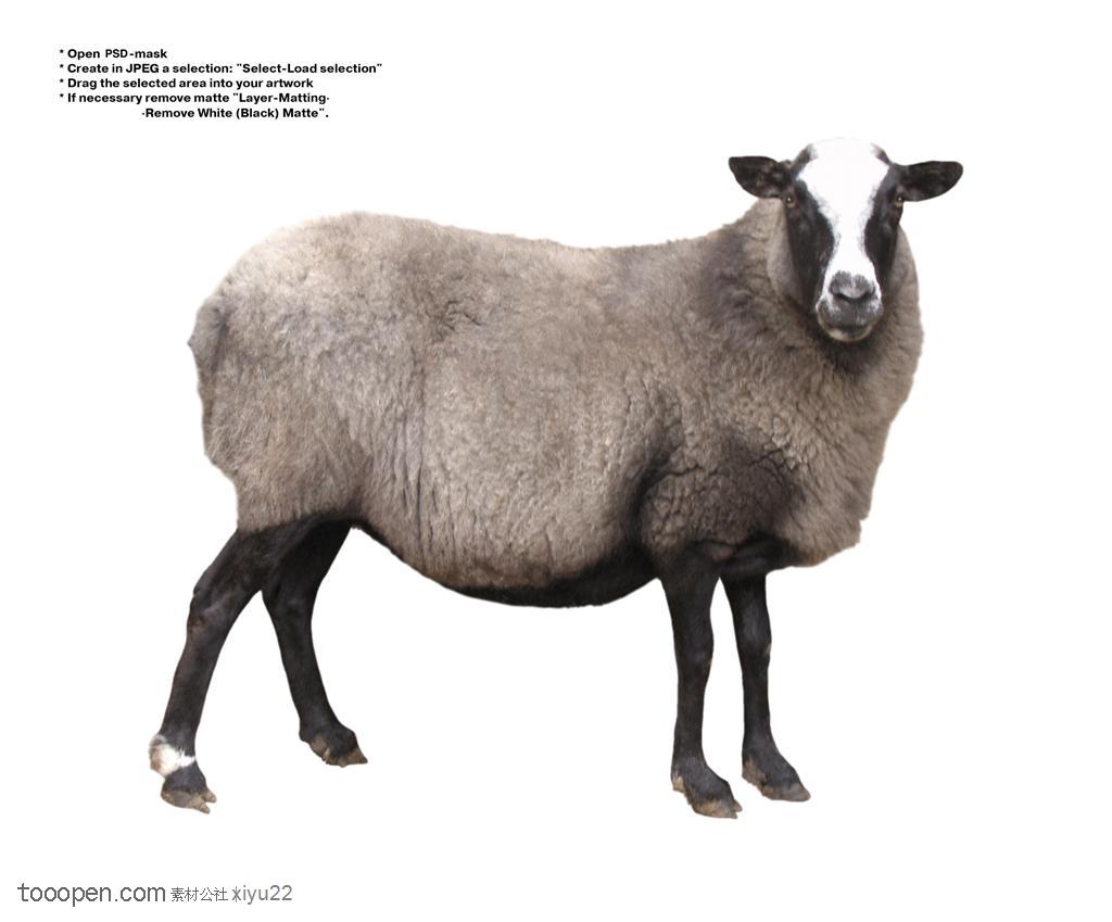 家禽家畜-可爱的灰色绵羊