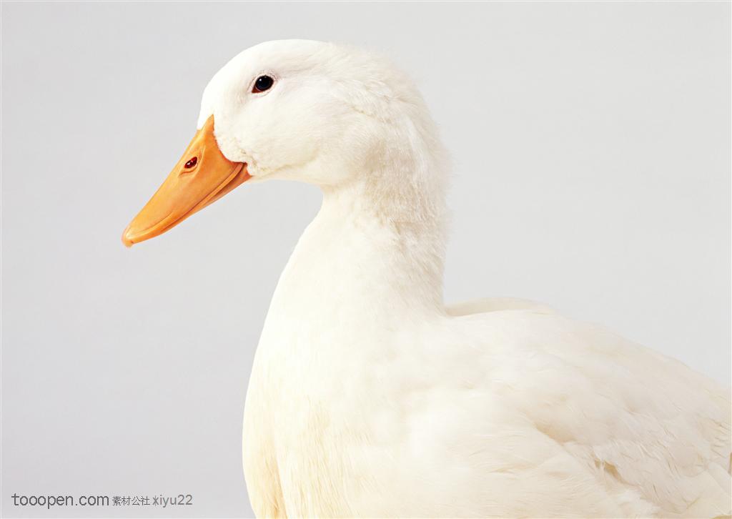 家禽家畜-肥兜兜的白色鸭子