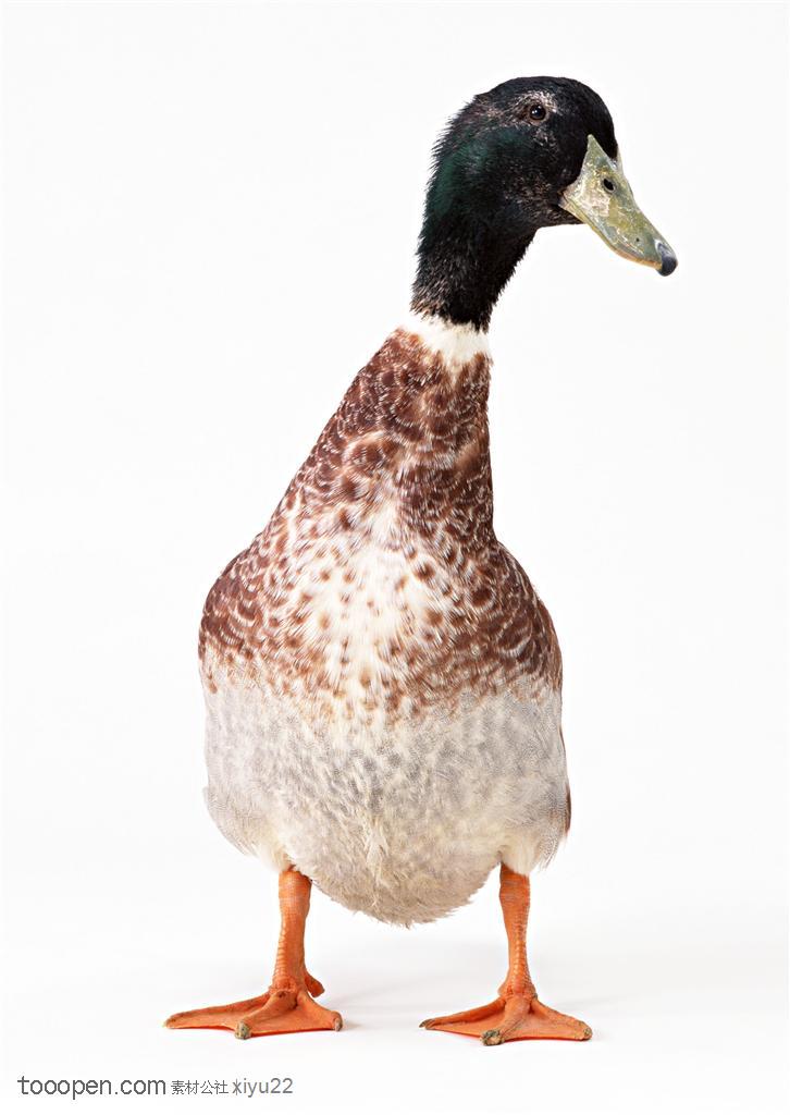 家禽家畜-可爱的歪头鸭子