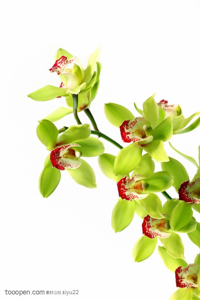 花卉物语-嫩绿色的蝴蝶兰花