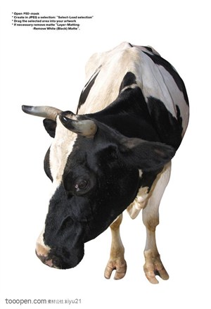 家禽家畜-黑色头的奶牛