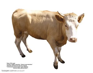 家禽家畜-健壮的奶牛