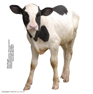 家禽家畜-可爱的花斑奶牛