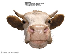 家禽家畜-可爱的牛头特写