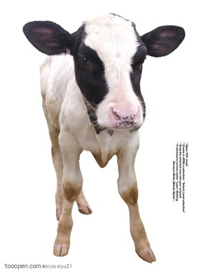 家禽家畜-可爱的小奶牛