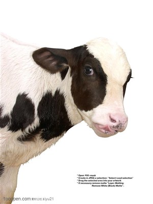家禽家畜-可爱的小奶牛侧面