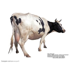 家禽家畜-奶牛的背面