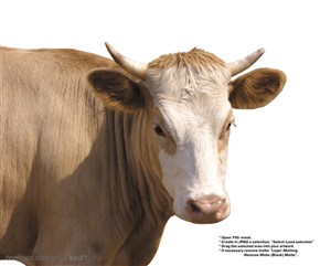 家禽家畜-可爱的黄毛奶牛