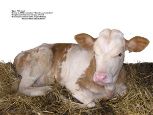 家禽家畜-趴在草堆上的小奶牛
