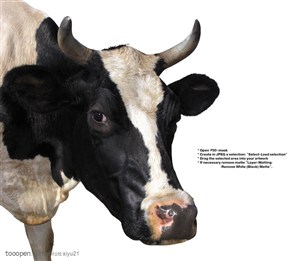 家禽家畜-伸头的花斑奶牛