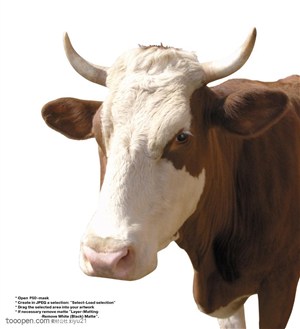 家禽家畜-漂亮的花斑奶牛