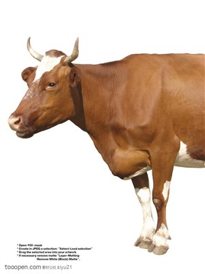 家禽家畜-伸着头的可爱奶牛