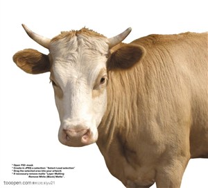 家禽家畜-浅黄色的奶牛