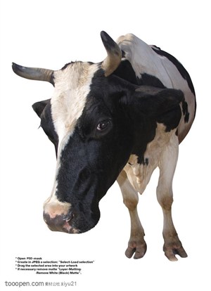 家禽家畜-歪头的可爱奶牛