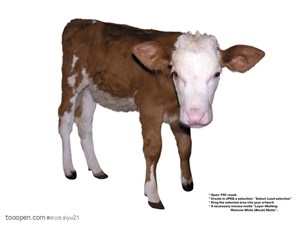 家禽家畜-斜着站立的奶牛