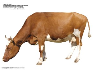 家禽家畜-伸着头的奶牛