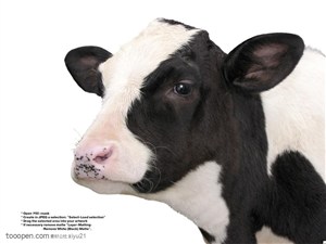 家禽家畜-幼小的花斑奶牛