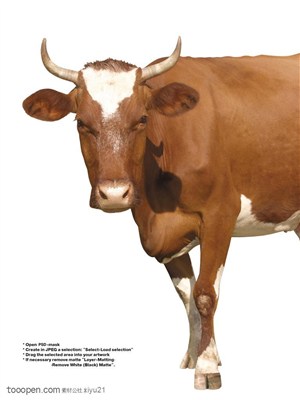 家禽家畜-歪着头的奶牛