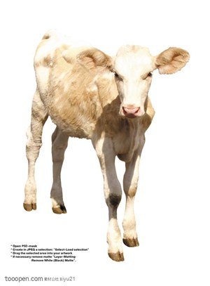 家禽家畜-幼小的黄毛奶牛