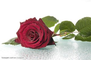 花卉物语-暗红色的玫瑰花
