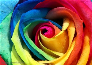 花卉物语-彩色的玫瑰花