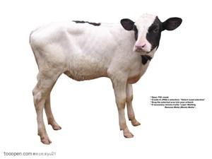 家禽家畜-站立的奶牛