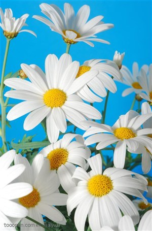 花卉物语-彩色的太阳花