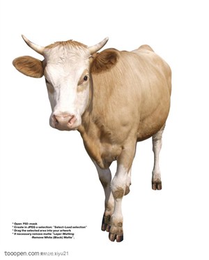 家禽家畜-站立的黄毛奶牛