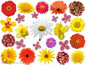 花卉物语-彩色的花朵
