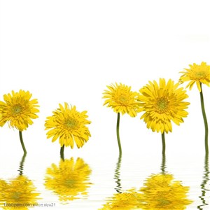 花卉物语-黄色的太阳花