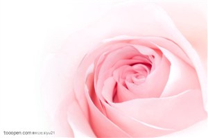 花卉物语-粉色的玫瑰花特写