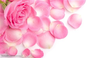 花卉物语-粉色花瓣与花朵