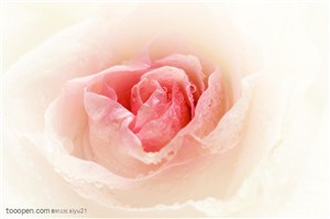 花卉物语-粉色的玫瑰花