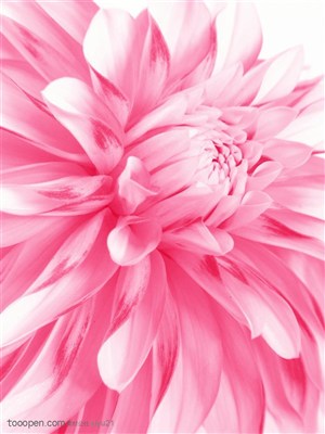 花卉物语-粉色的菊花特写